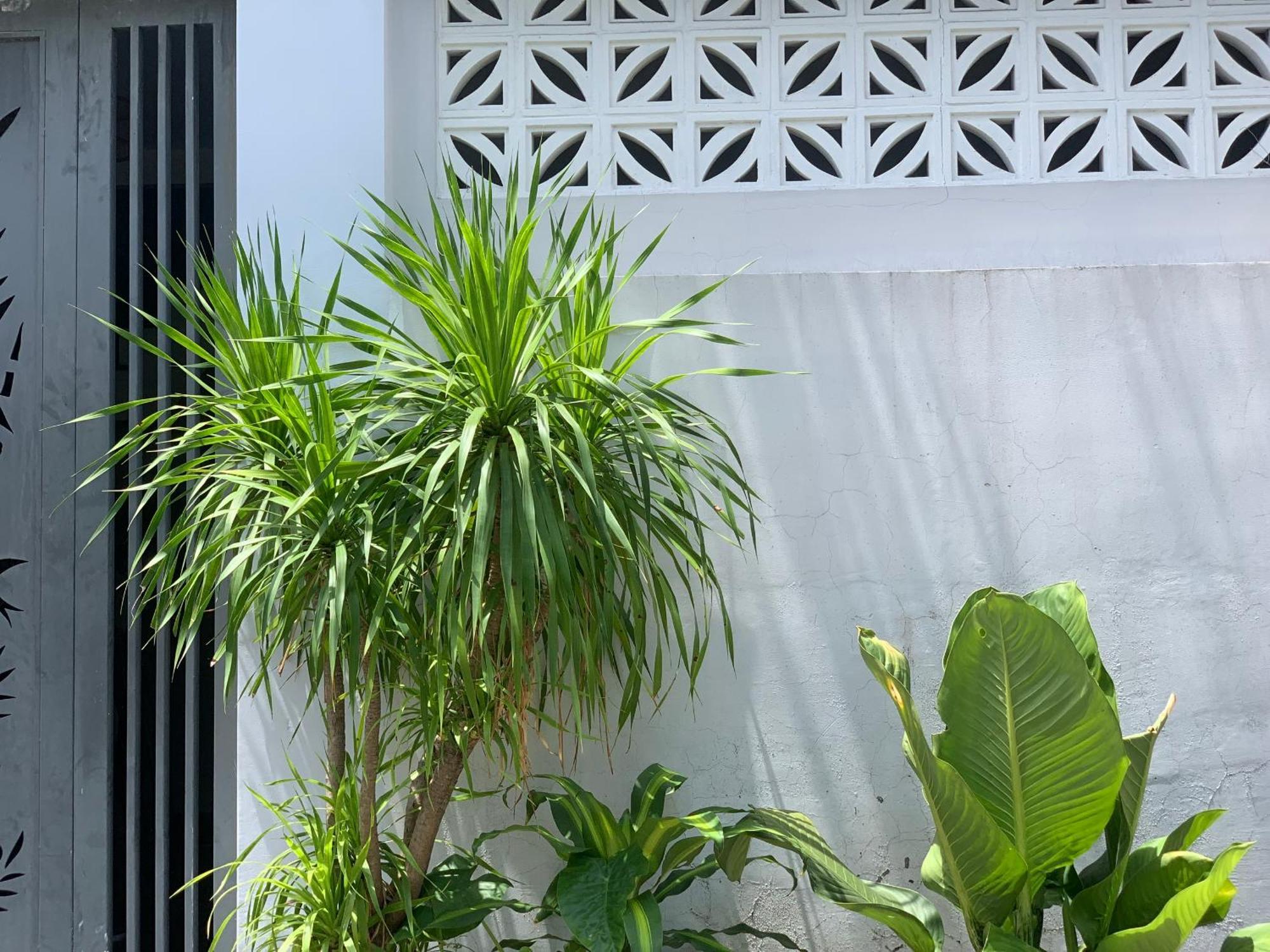Tina House Apartment Da Nang Exterior photo